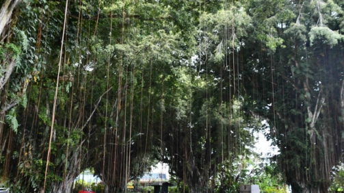 Banyan Drive